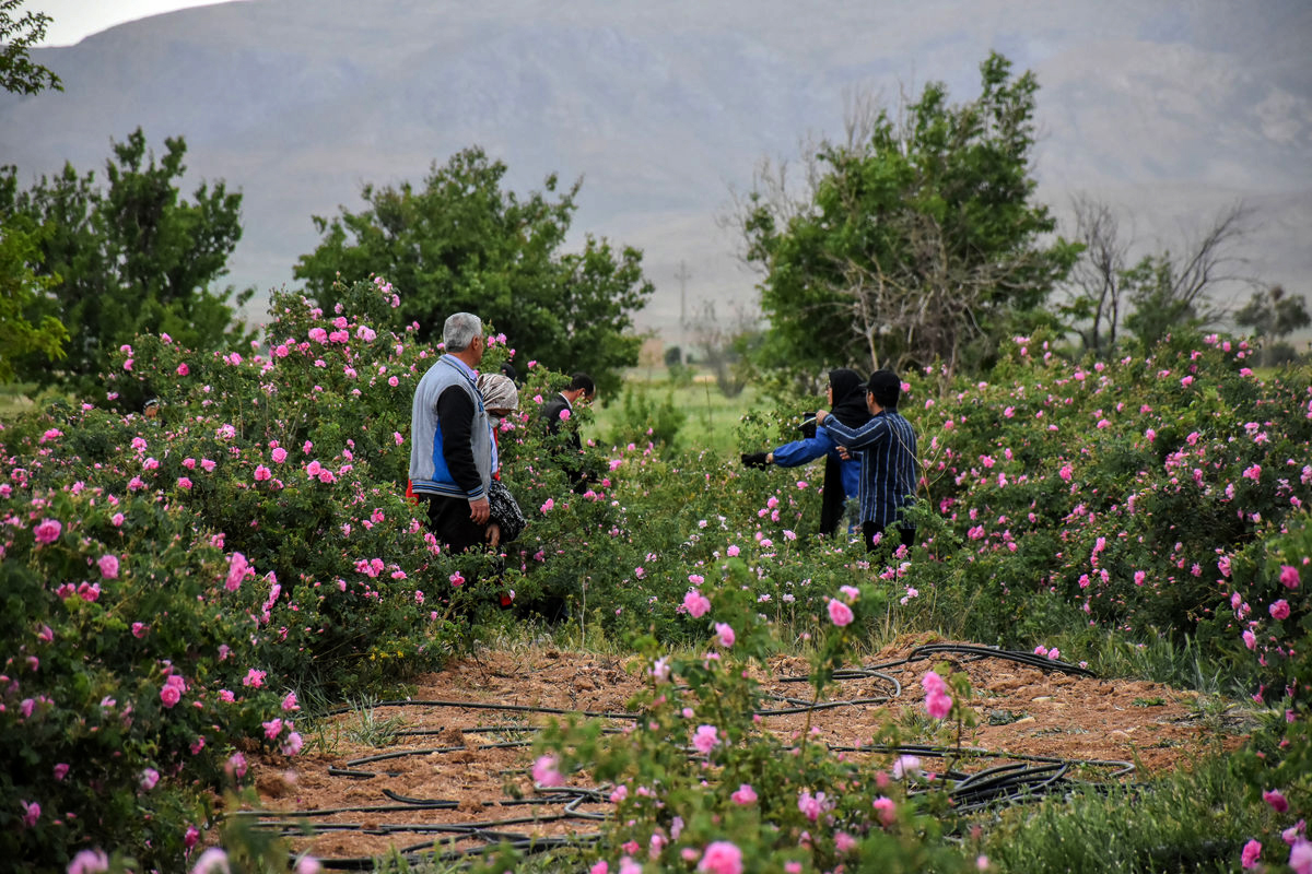 کشاورزی 4