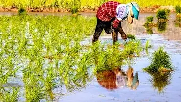 مصائب کشاورزان تمامی ندارد


