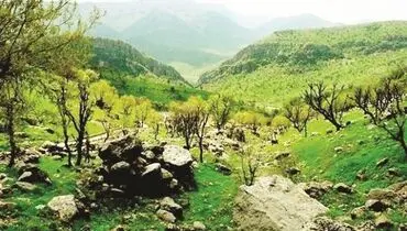 وابستگی ۱۰میلیون نفر به جنگل‌های زاگرس