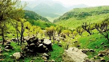 وابستگی ۱۰میلیون نفر به جنگل‌های زاگرس