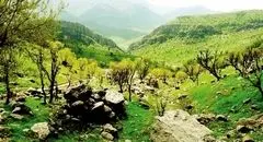 وابستگی ۱۰میلیون نفر به جنگل‌های زاگرس