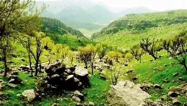 وابستگی ۱۰میلیون نفر به جنگل‌های زاگرس