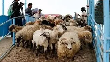 قیمت دام زنده امروز سه شنبه ۱۴ مرداد ۱۴۰۴ + جدول