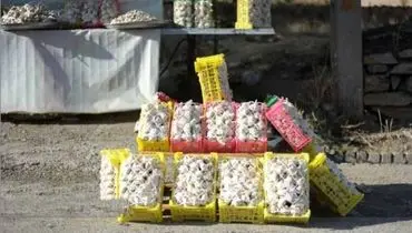 «سولان» نماد گردشگری کشاورزی همدان شد