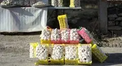 «سولان» نماد گردشگری کشاورزی همدان شد