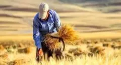 جریمه دیرکرد مطالبات گندم‌کاران الزامی شد