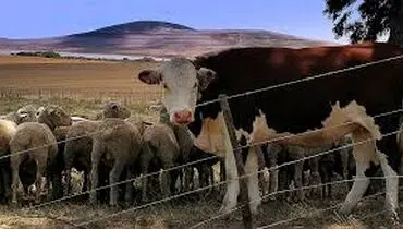 نرخ دام زنده اعلام شد | چهارشنبه ۱۸ تیر ۱۴۰۴