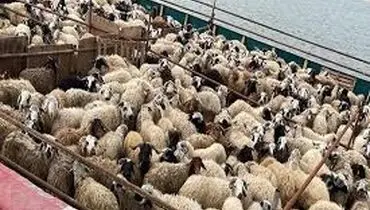 قیمت دام زنده امروز سه شنبه ۷ مرداد ۱۴۰۴