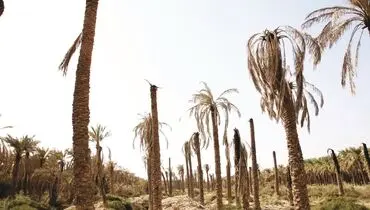 نخل‌ها تشنه می‌میرند