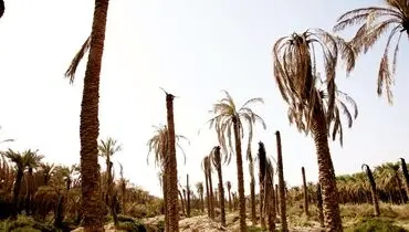 نخل‌ها تشنه می‌میرند