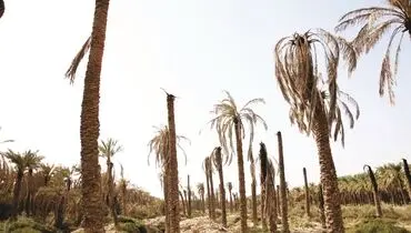 نخل‌ها تشنه می‌میرند