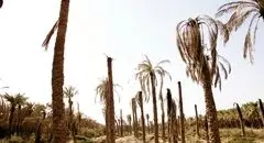نخل‌ها تشنه می‌میرند