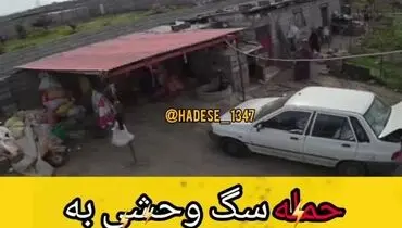 سگ وحشی این مرد را تکه تکه کرد + فیلم