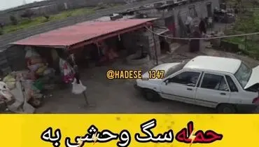 سگ وحشی این مرد را تکه تکه کرد + فیلم