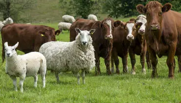 افزایش قیمت دام زنده امروز دوشنبه ۱۷ آذر ۱۴۰۴ + جدول