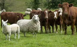 قیمت دام زنده امروز ۲۵ بهمن ۱۴۰۴ + جدول