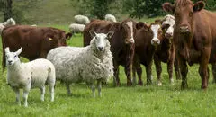 افزایش قیمت دام زنده امروز دوشنبه ۱۷ آذر ۱۴۰۴ + جدول