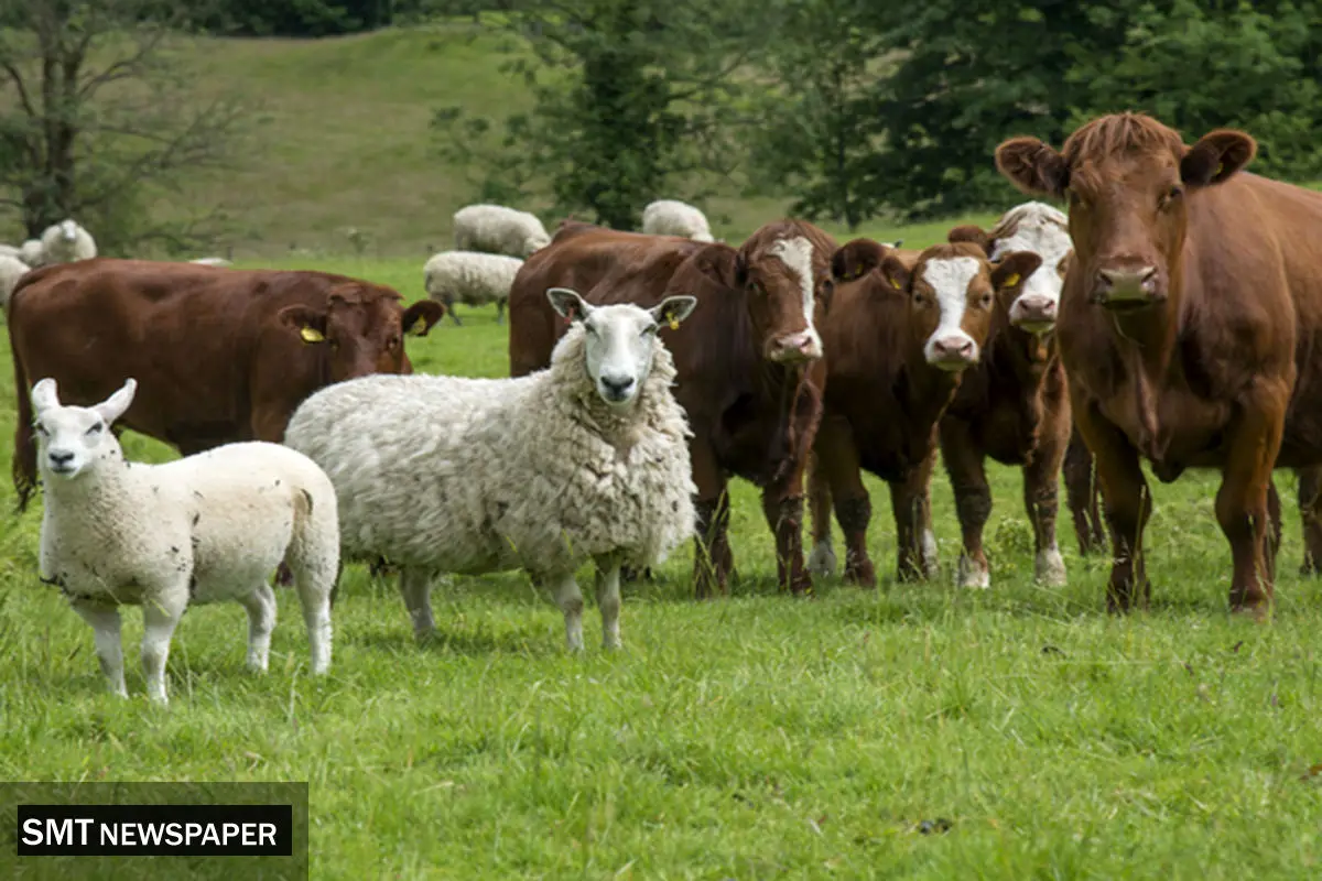 افزایش قیمت دام زنده امروز دوشنبه ۱۷ آذر ۱۴۰۴ + جدول