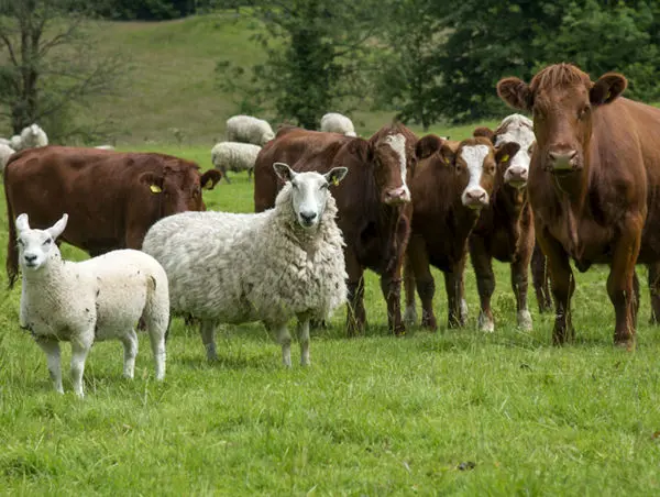 قیمت دام زنده امروز شنبه ۲۹ آذر ۱۴۰۴ +جدول