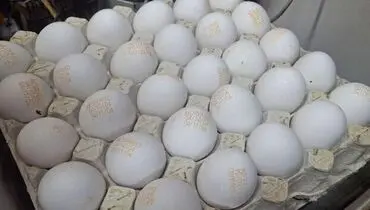 تخم‌مرغ گران شد؛ افزایش ناگهانی در بازار مواد غذایی