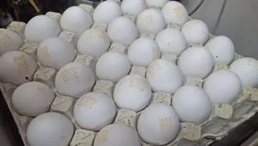 تخم‌مرغ گران شد؛ افزایش ناگهانی در بازار مواد غذایی
