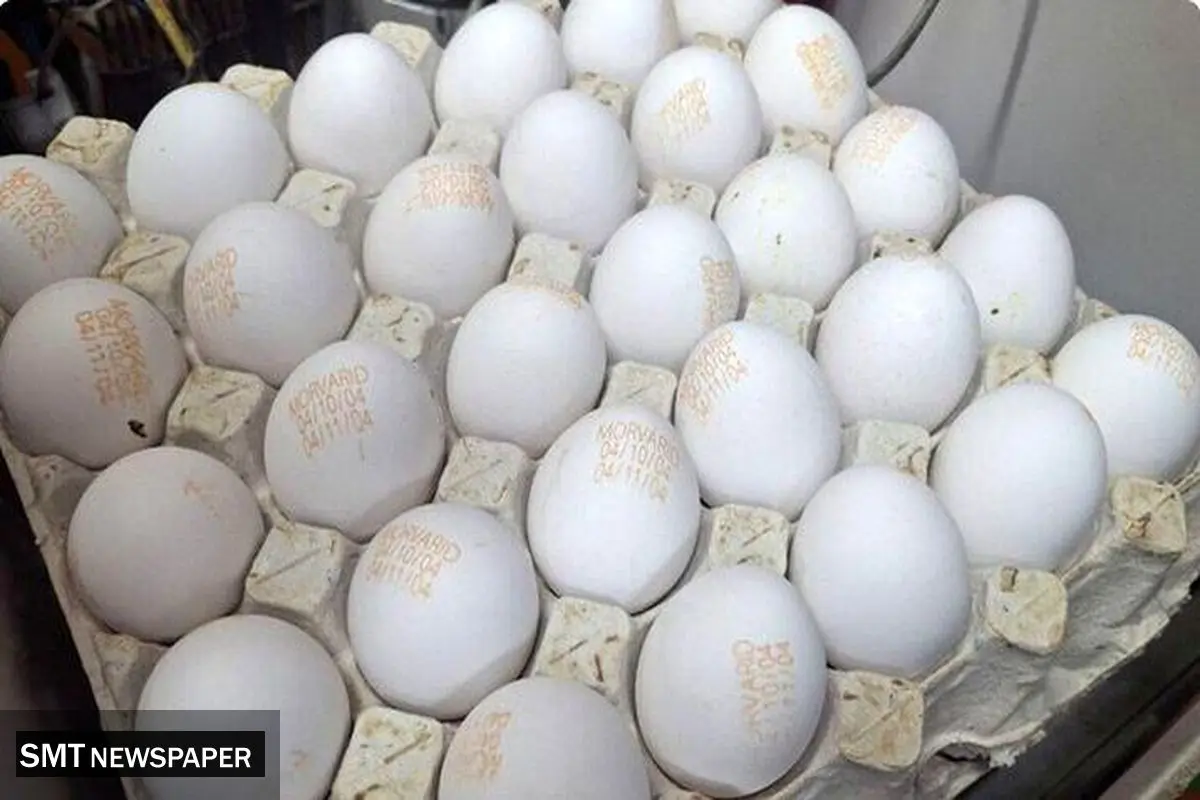 تخم‌مرغ گران شد؛ افزایش ناگهانی در بازار مواد غذایی