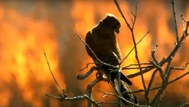 آواز پرندگان در آتش سوخت