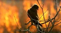 آواز پرندگان در آتش سوخت