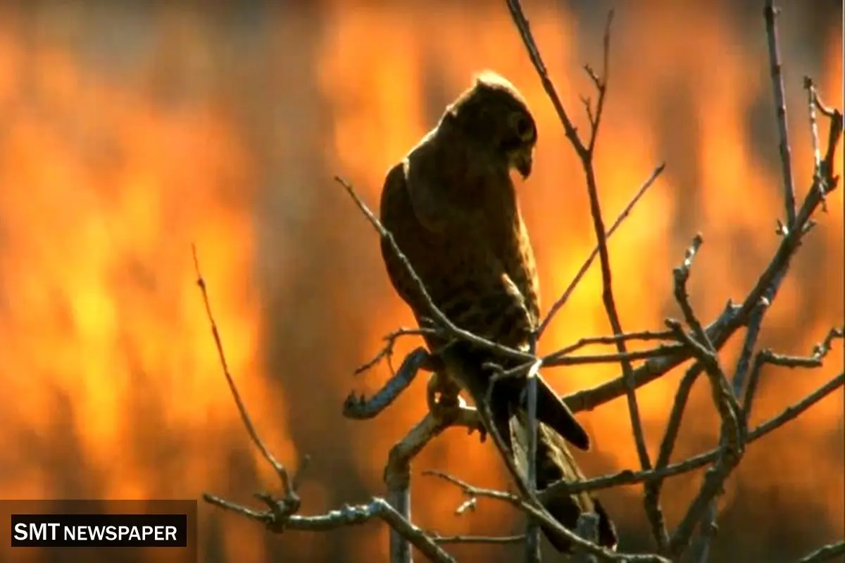 آواز پرندگان در آتش سوخت