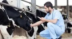افزایش قیمت دام زنده در بازار امروز سه شنبه ۲۲ مهر ۱۴۰۴ + جدول