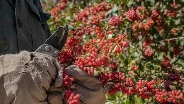 کنسرسیوم صادراتی، وعده‌ای که محقق نشد