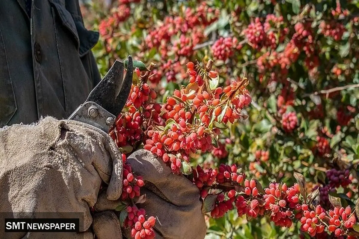 کنسرسیوم صادراتی، وعدهای که محقق نشد