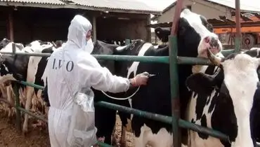 هشدار درباره مصرف شیر فله در ماه‌های پرخطر تب مالت