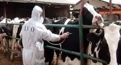 هشدار درباره مصرف شیر فله در ماه‌های پرخطر تب مالت