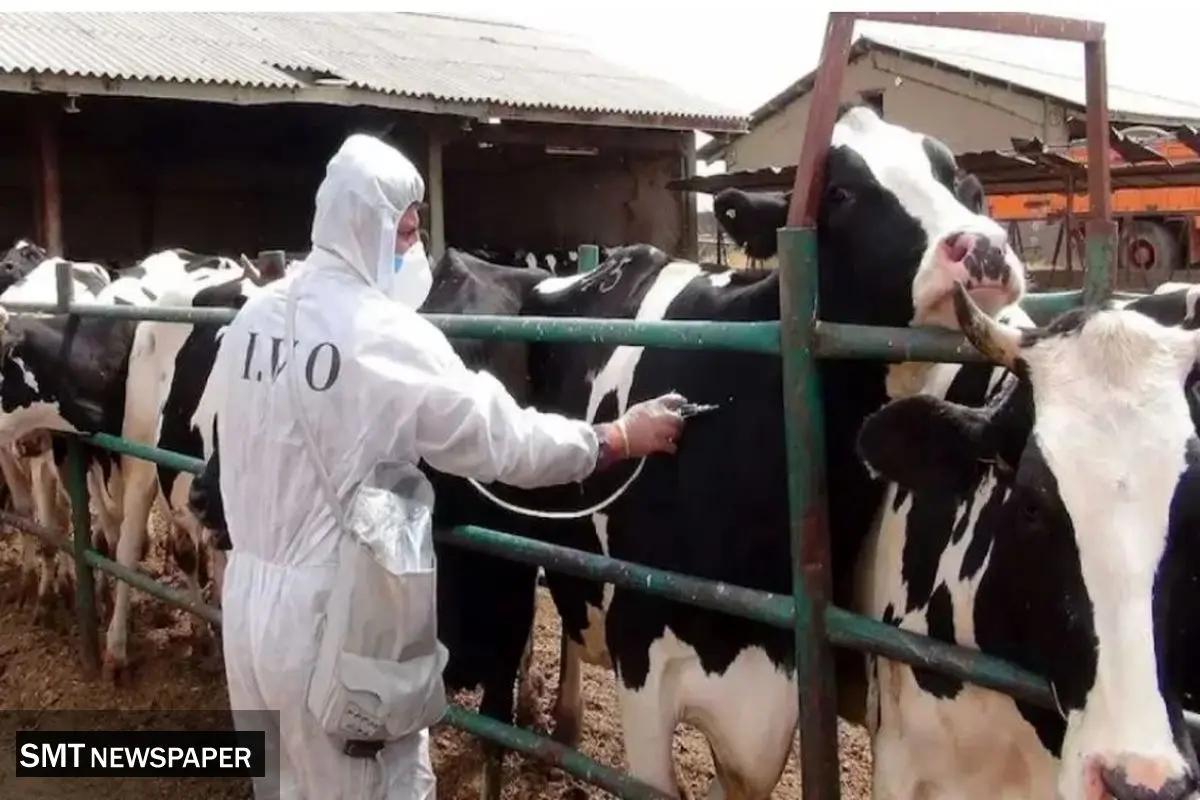 هشدار درباره مصرف شیر فله در ماه‌های پرخطر تب مالت