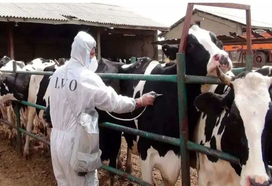 هشدار درباره مصرف شیر فله در ماه‌های پرخطر تب مالت