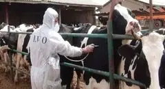 هشدار درباره مصرف شیر فله در ماه‌های پرخطر تب مالت