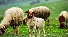 قیمت دام زنده امروز چهارشنبه ۲۳ مهر ۱۴۰۴ + جدول