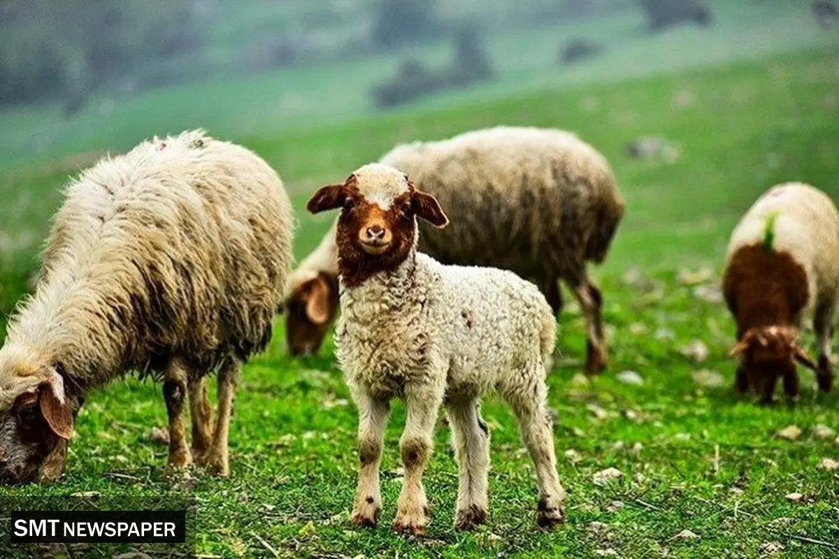 قیمت دام زنده امروز چهارشنبه ۲۳ مهر ۱۴۰۴ + جدول
