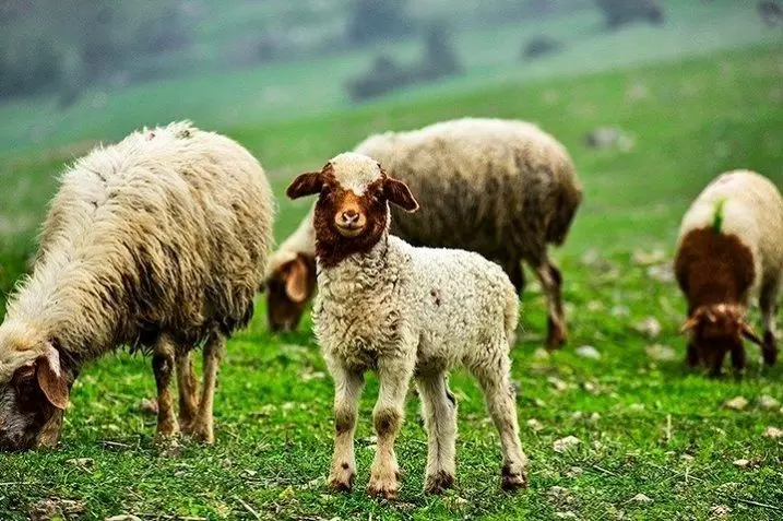 قیمت دام زنده امروز چهارشنبه ۲۳ مهر ۱۴۰۴ + جدول