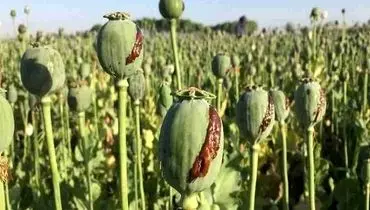 کشت خشخاش مطلقاً ممنوع؛ فقط شقایق دارویی مجاز است
