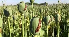 کشت خشخاش مطلقاً ممنوع؛ فقط شقایق دارویی مجاز است