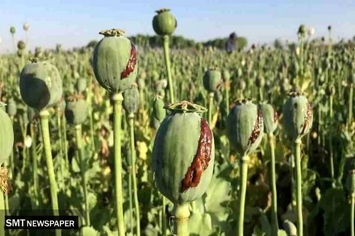 کشت خشخاش مطلقاً ممنوع؛ فقط شقایق دارویی مجاز است