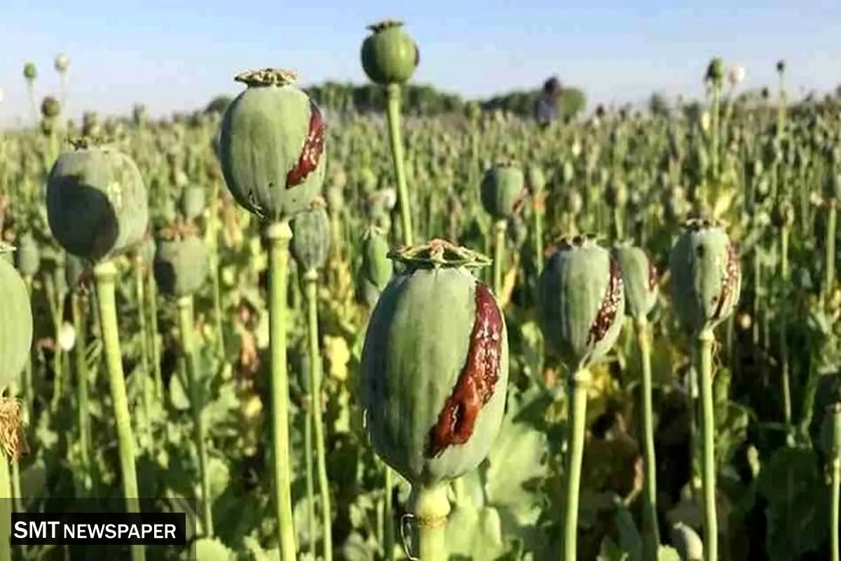 کشت خشخاش مطلقاً ممنوع؛ فقط شقایق دارویی مجاز است