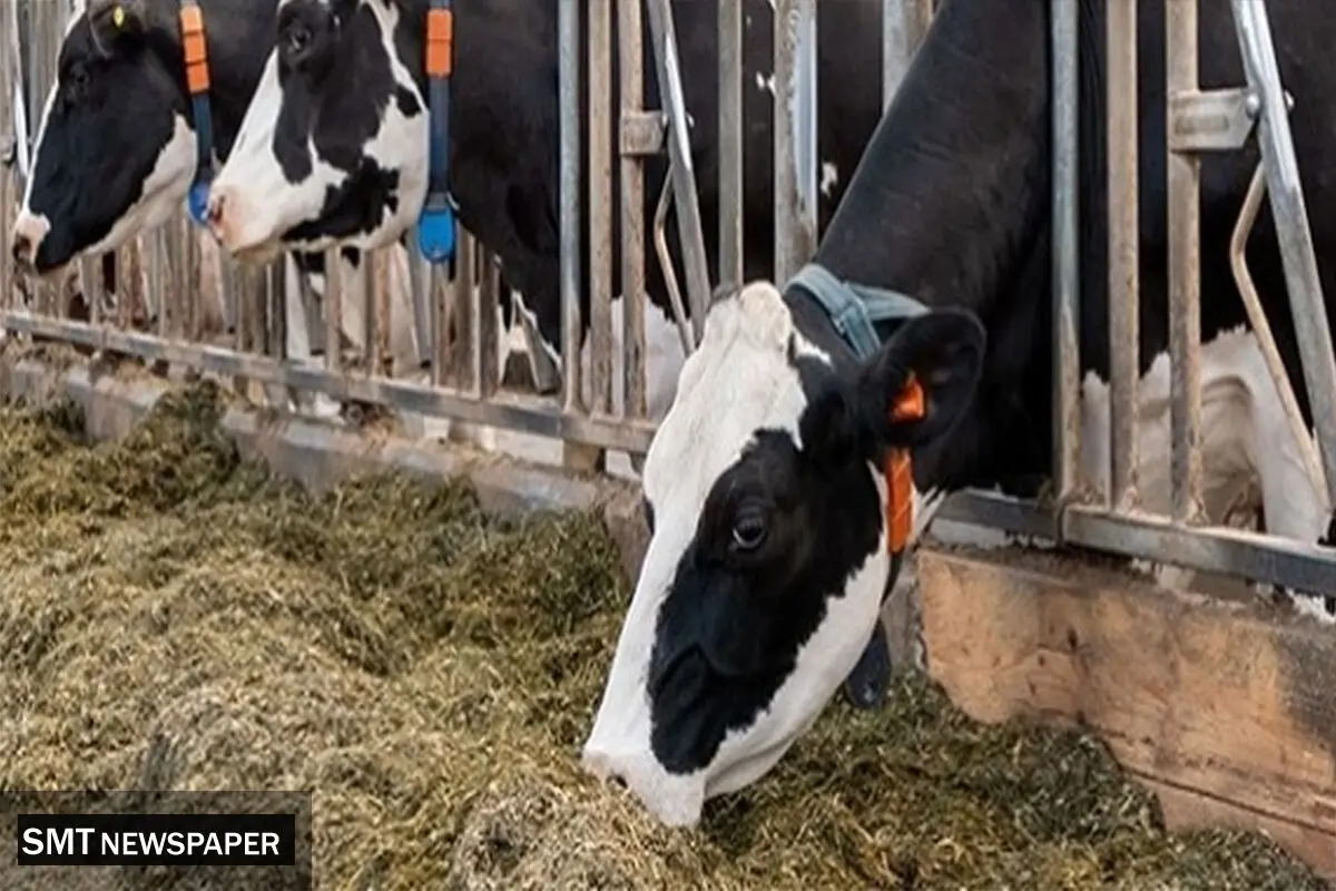 قیمت دام زنده - چهارشنبه ۱۲ دی‌ماه ۱۴۰۳ 