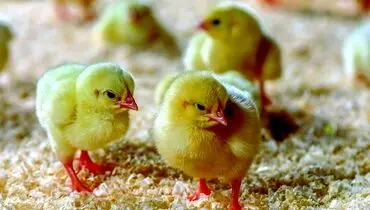 مرغداران ۱۱ میلیون مرغ را معدوم کردند