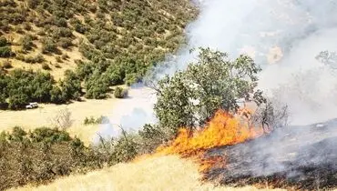 شدت حریق جنگل‌ها از حالت طبیعی خارج شده است