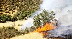 شدت حریق جنگل‌ها از حالت طبیعی خارج شده است