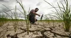 تهدید امنیت غذایی دستاورد خشکسالی