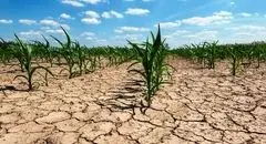 گیاهان دارویی قربانی کم‌آبی